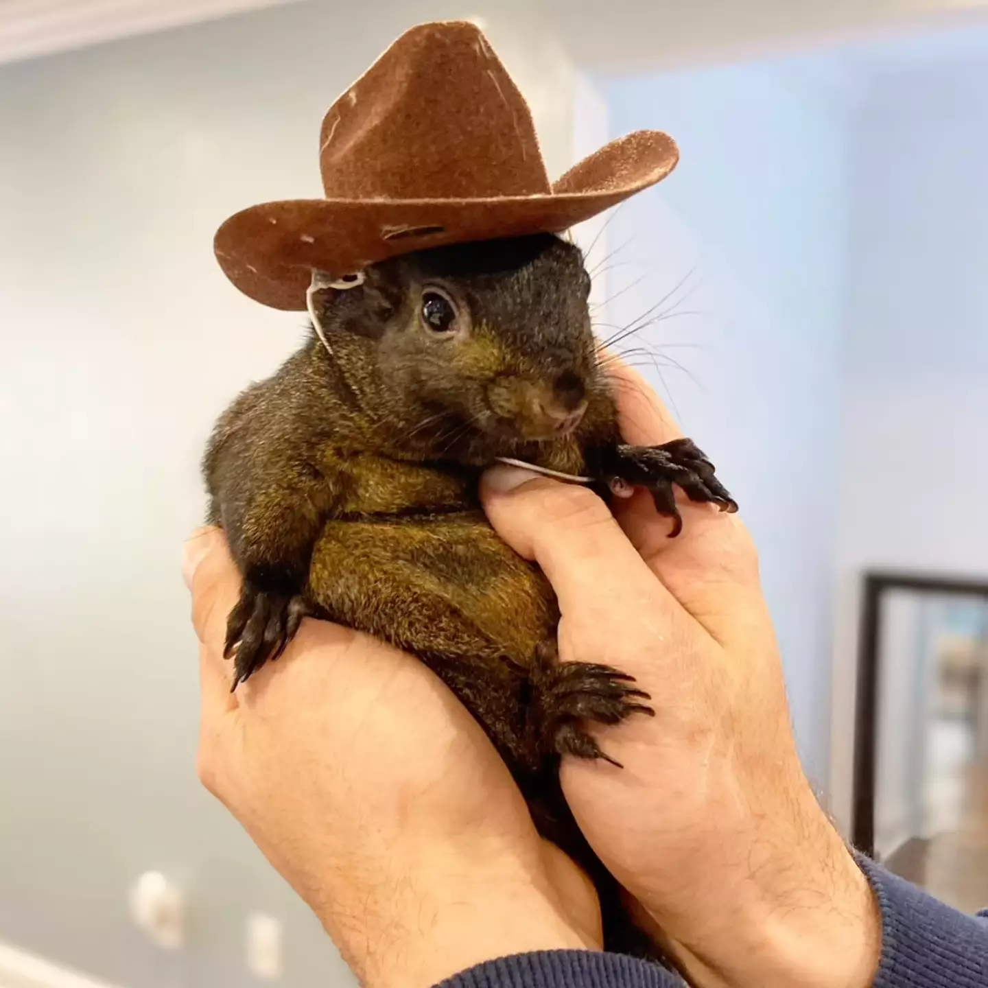 Peanut was seized and tragically euthanized, leaving fans everywhere heartbroken