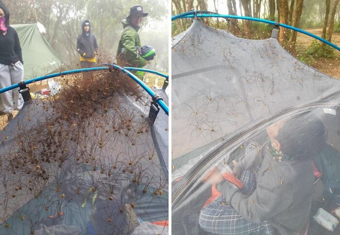 When You Go Camping And Some Insects Come To Join You