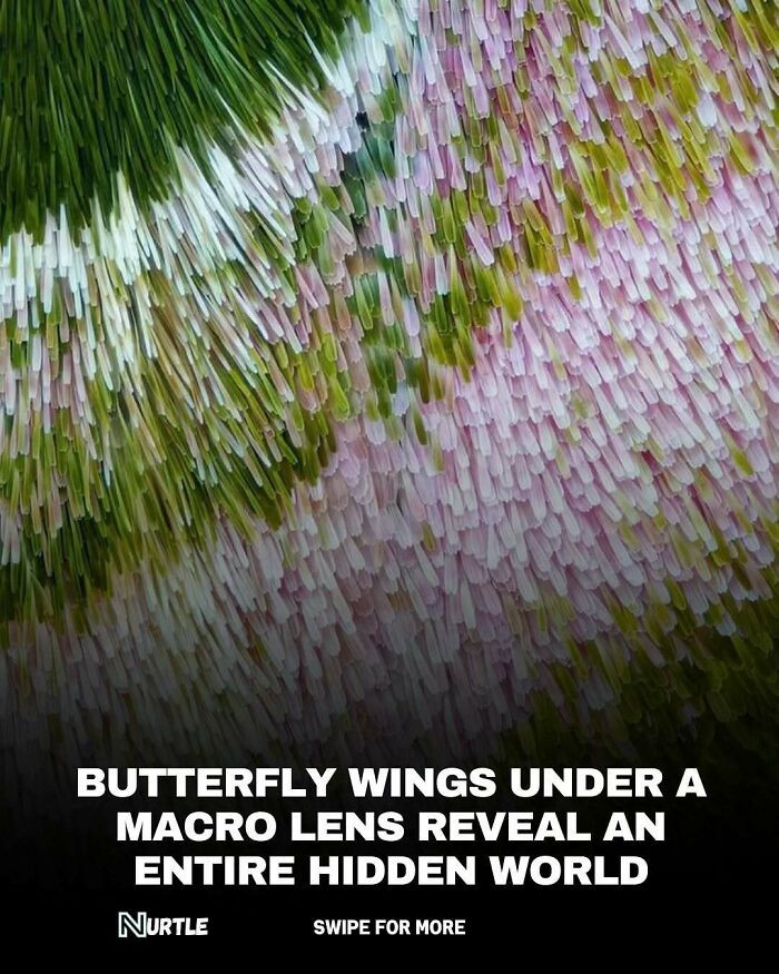 Hidden Patterns of Butterfly Wings