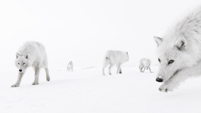 Animals, 2nd Place: Inside The Pack By Amit Eshel