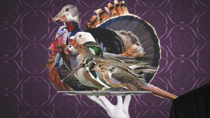 It involved roasting a large bird known as a Bustard which is stuffed with 17 other birds