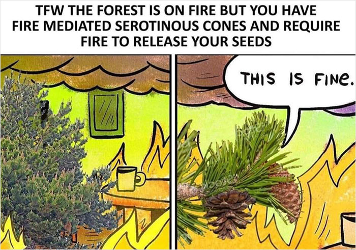 13. The forest is on fire