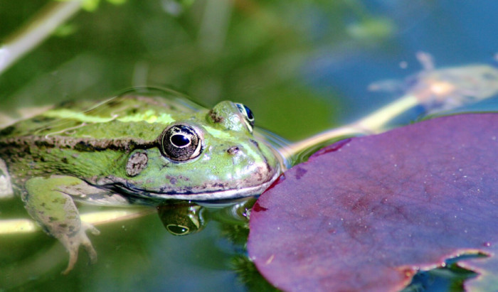 Frog Facts About Survival Tricks