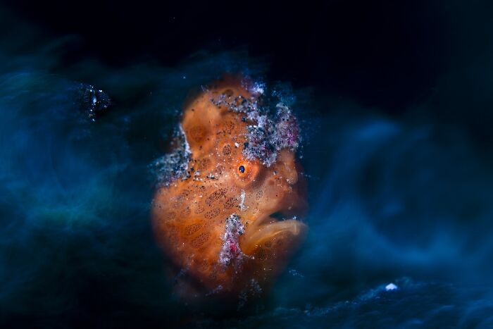 Underwater, 2nd Place: Ethereal Frogfish By Daniel Sly