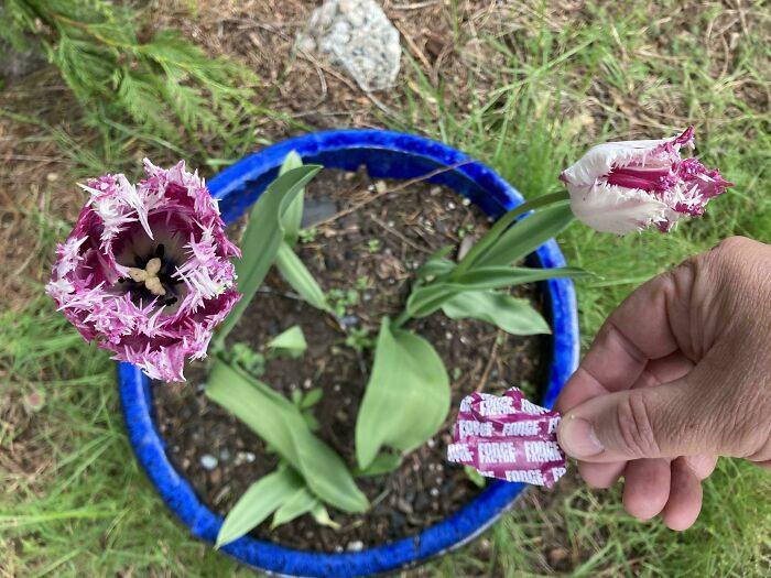 "Tulips And Trash"