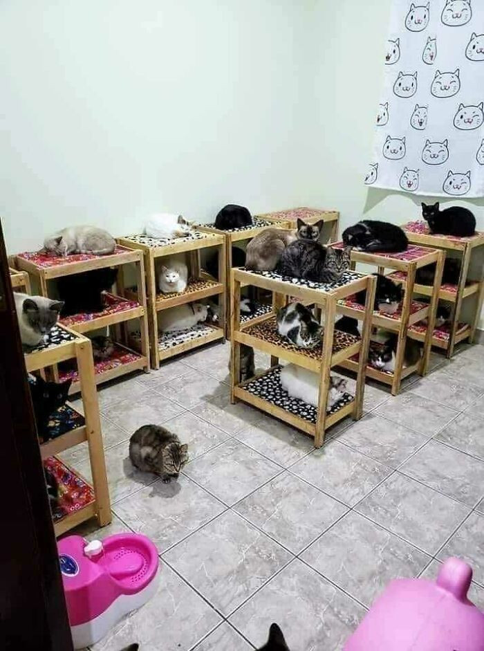 24. The Ultimate Bunk Bed Set Up For Turkish Military Kitties!