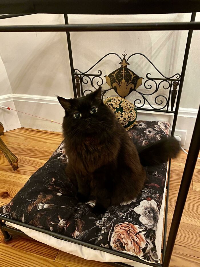 23. The Queen Does Not Like Being Disturbed!