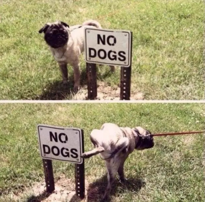 21. One more dog to add to that list, please