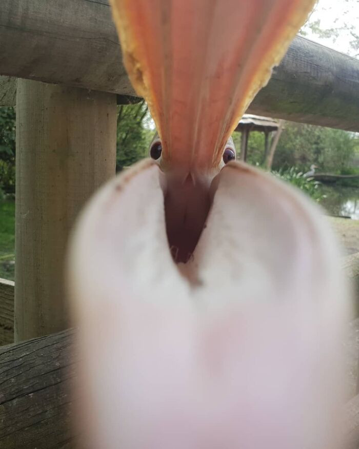 "This Photo Of A Pelican Trying To Eat My Phone"