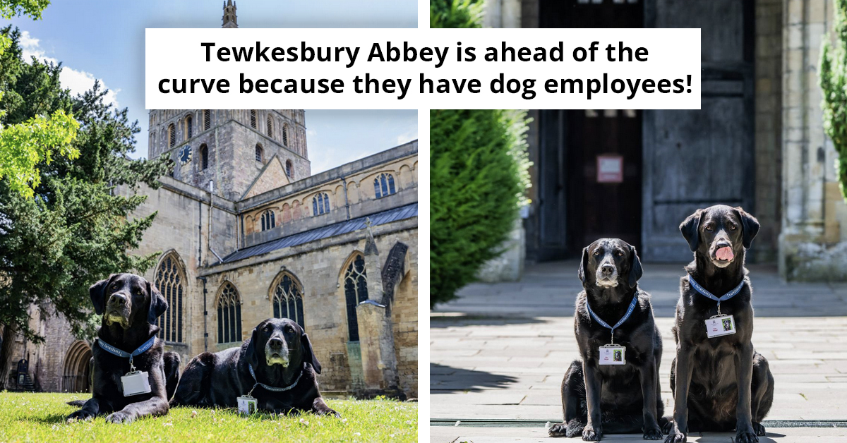 Historic 900-Year-Old English Abbey Officially Employs Two Dogs As Their Assistant Vergers