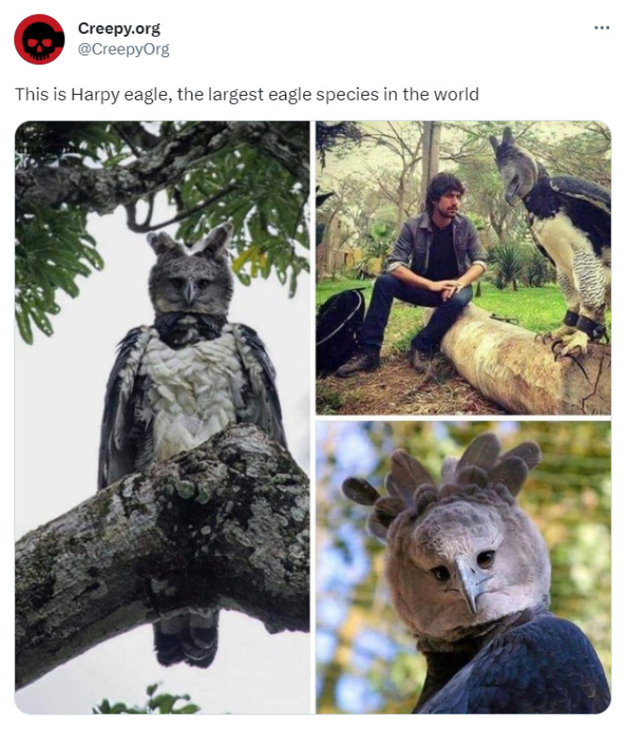 8. Nice try, Person-in-a-Bird-Suit