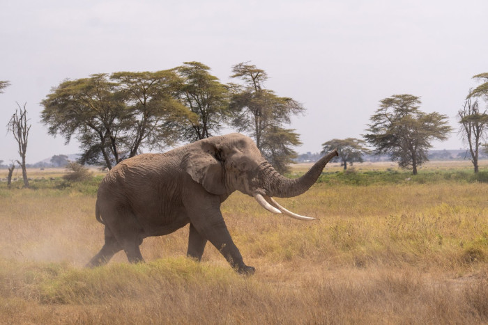 Search teams and residents monitor an area after rampaging elephant incident.