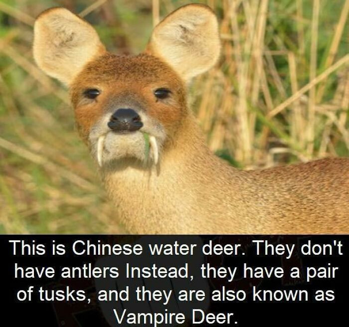 14. Steer Clear of Being Nipped by a Chinese Water Deer