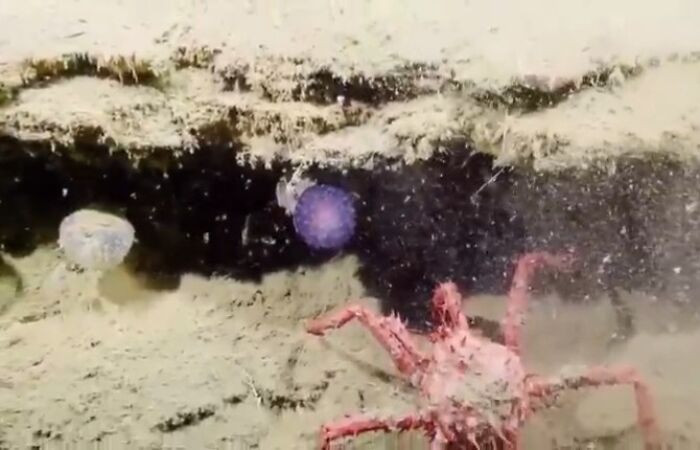 Mysterious Purple Blob On The Ocean Floor