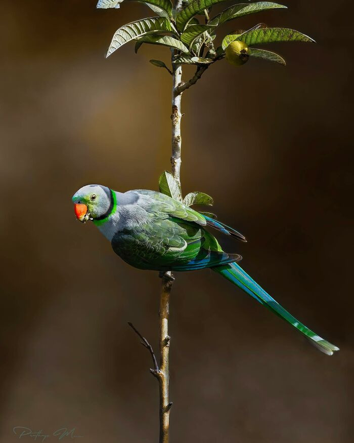 Blue-Winged Parakeet