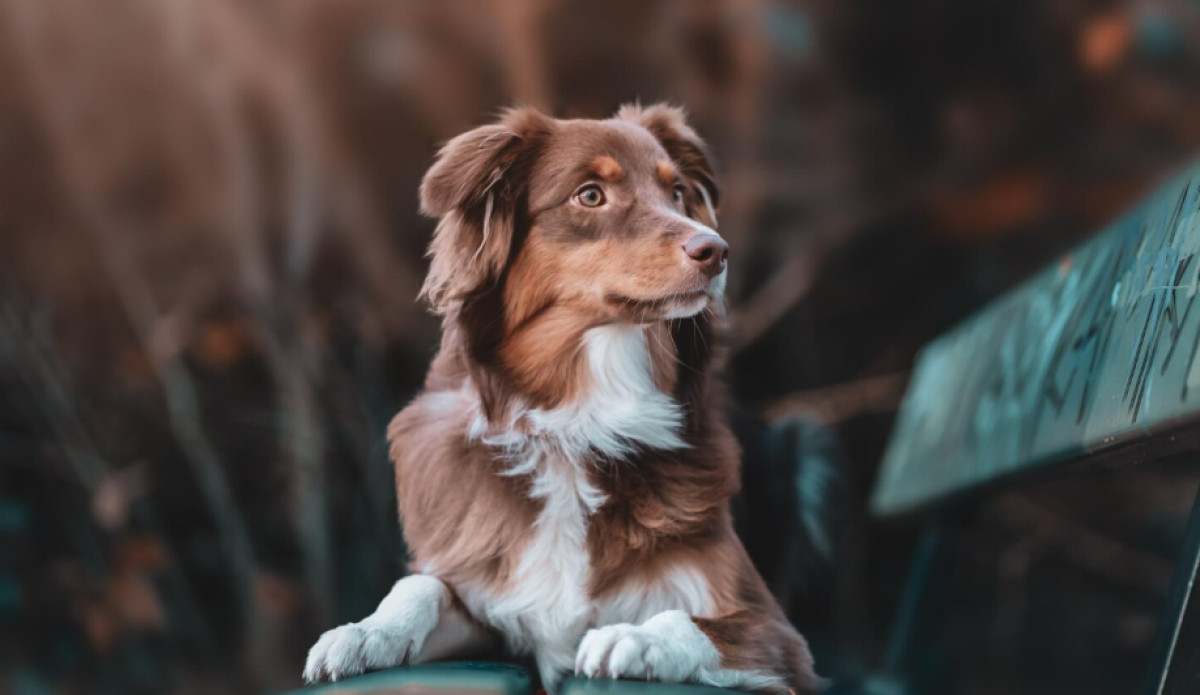 The Oldest Dog Ever Lived 29 Years, and the Record Just Got Taken Back From a Challenger