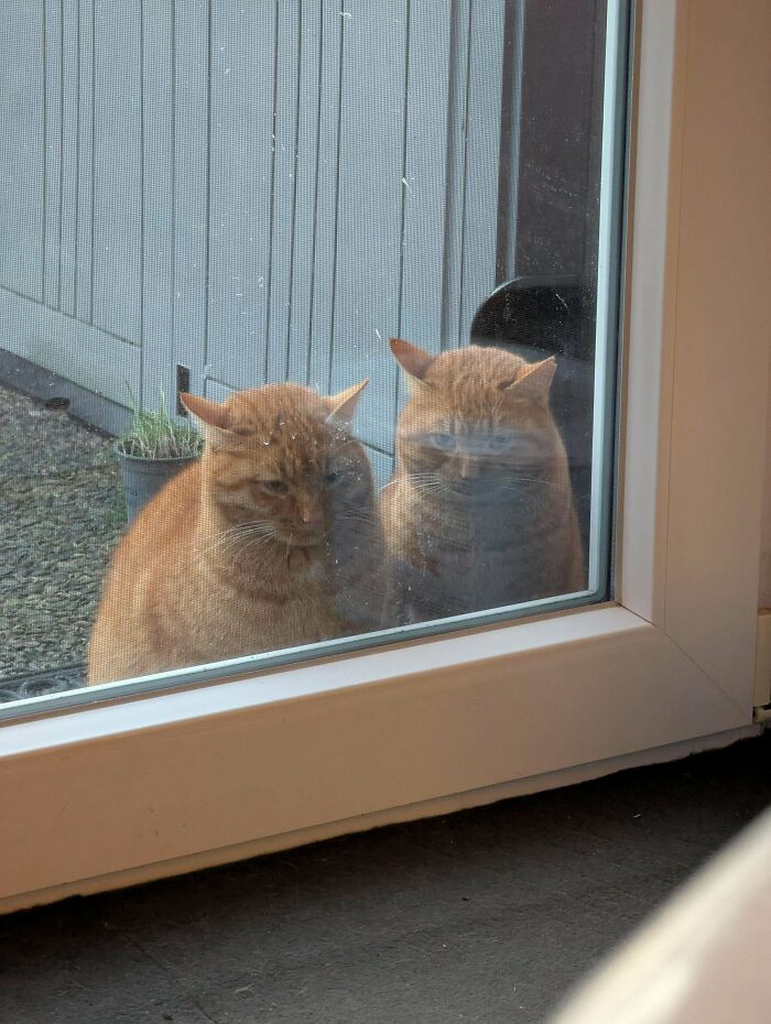 "My Sister Made The Mistake Of Feeding These Two Once. This Is Them Now Every Single Day, Like Clockwork. (They Have A Home)"