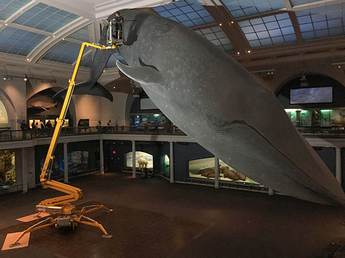 37. It’s Someone’s Job To Hoover The Whale At The American Museum Of Natural History (NYC)