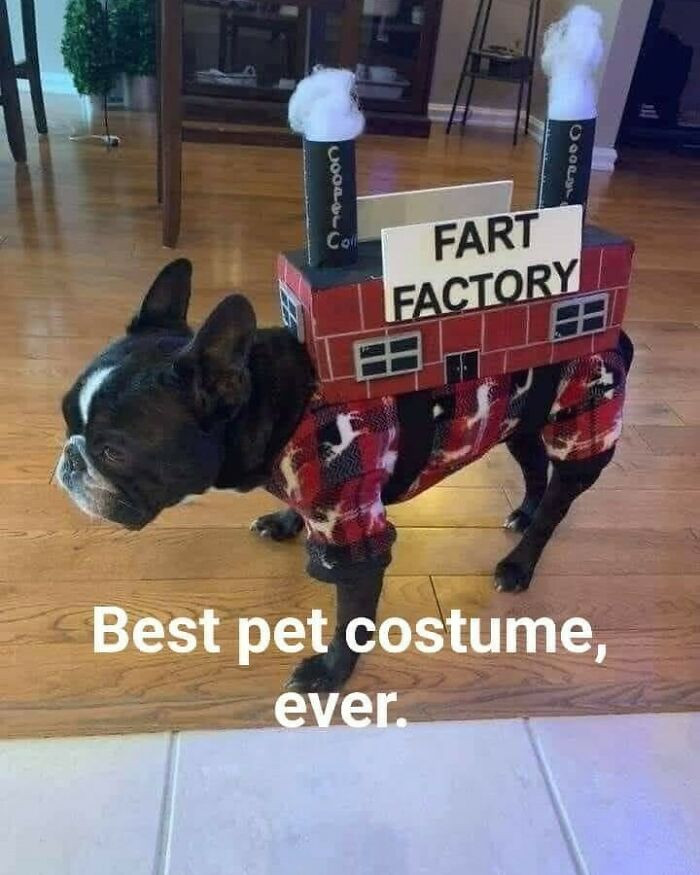 "Whoever Made This Dog Costume Understood Exactly What It’s Like Living With A Gassy Pet"