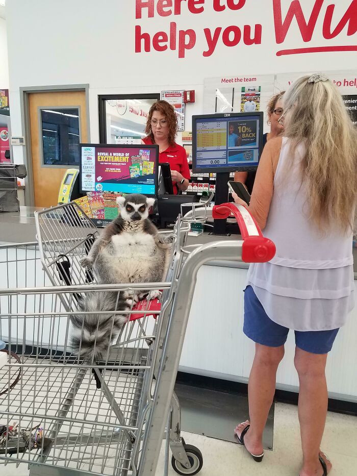 "Saw This Lemur At A Local Grocery Store"
