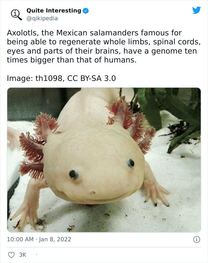 7. The famous Mexican salamanders