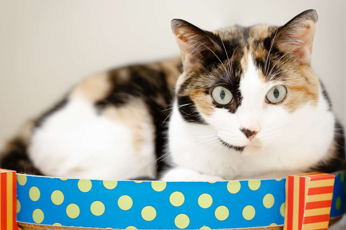 Cat Missing for 10 Years Comes Home in Time for Owner’s 30th Birthday