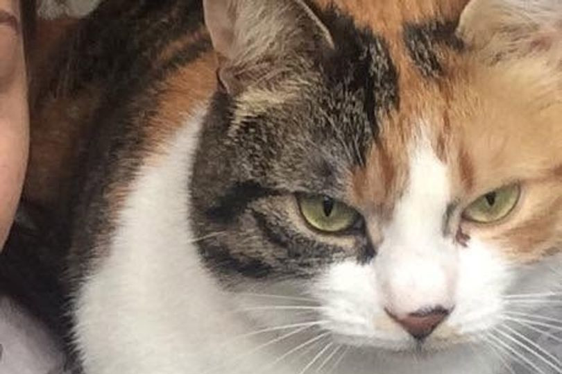 Cat Found After 10 Years Away Returns Home on Owner’s Birthday