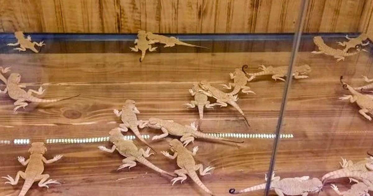 Border officers found 116 live protected lizards hidden inside a woman's jacket lining