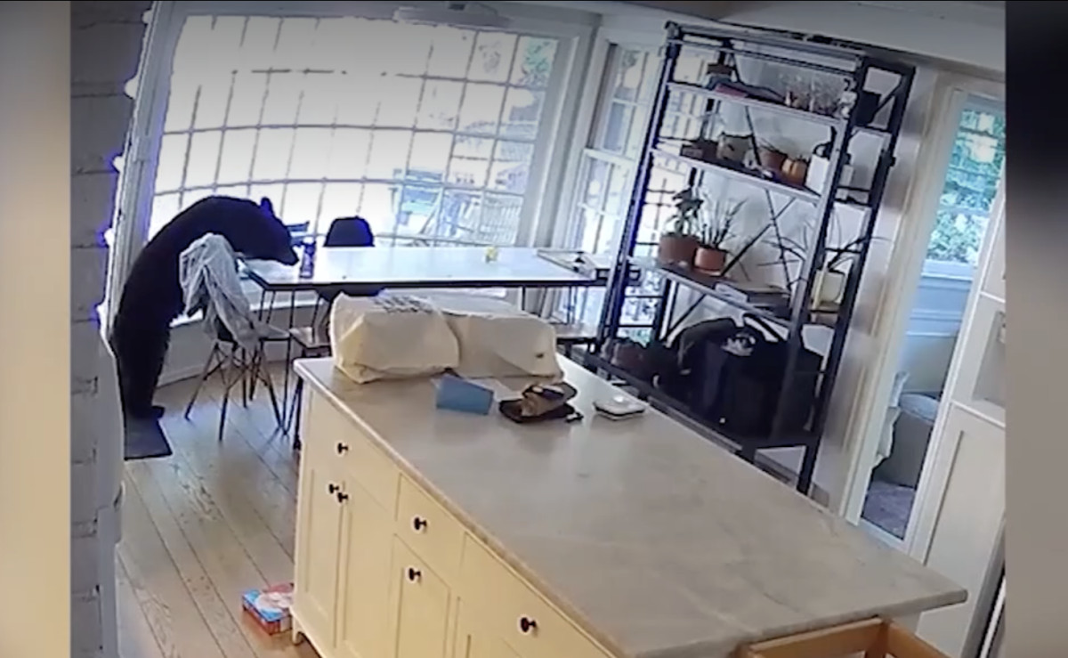 Colorado family thought something had fallen downstairs. They found a bear in the kitchen instead