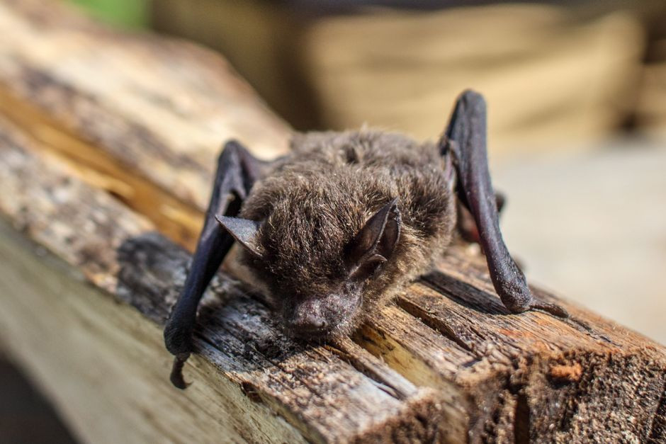 Virginia doctor thought she was dreaming about a mouse. She woke up holding a bat on her face