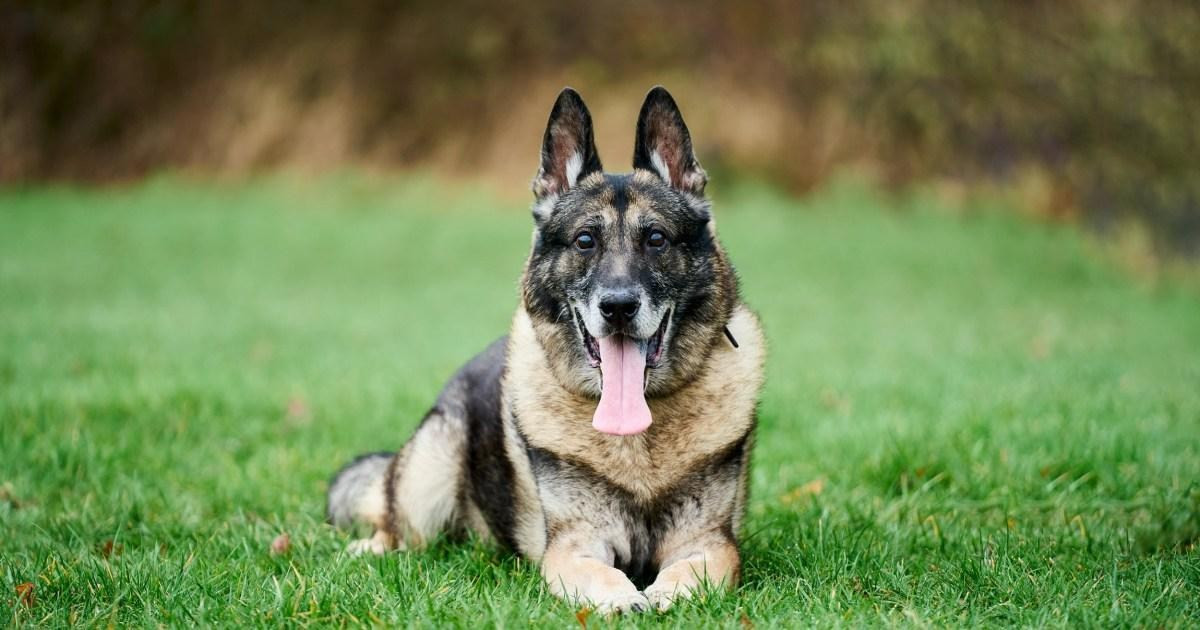 Police dog stabbed twice still caught his attacker. The case ended with a 21 month jail term