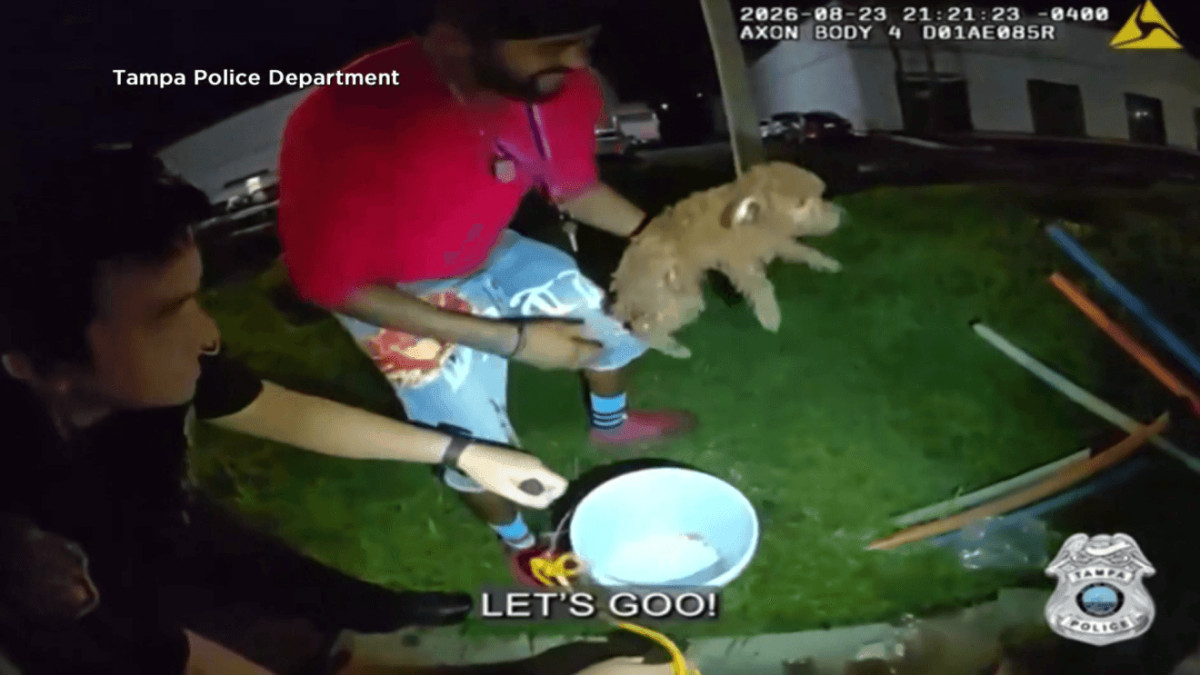 Tampa officers used a bucket and cheese to rescue a dog trapped in a drain