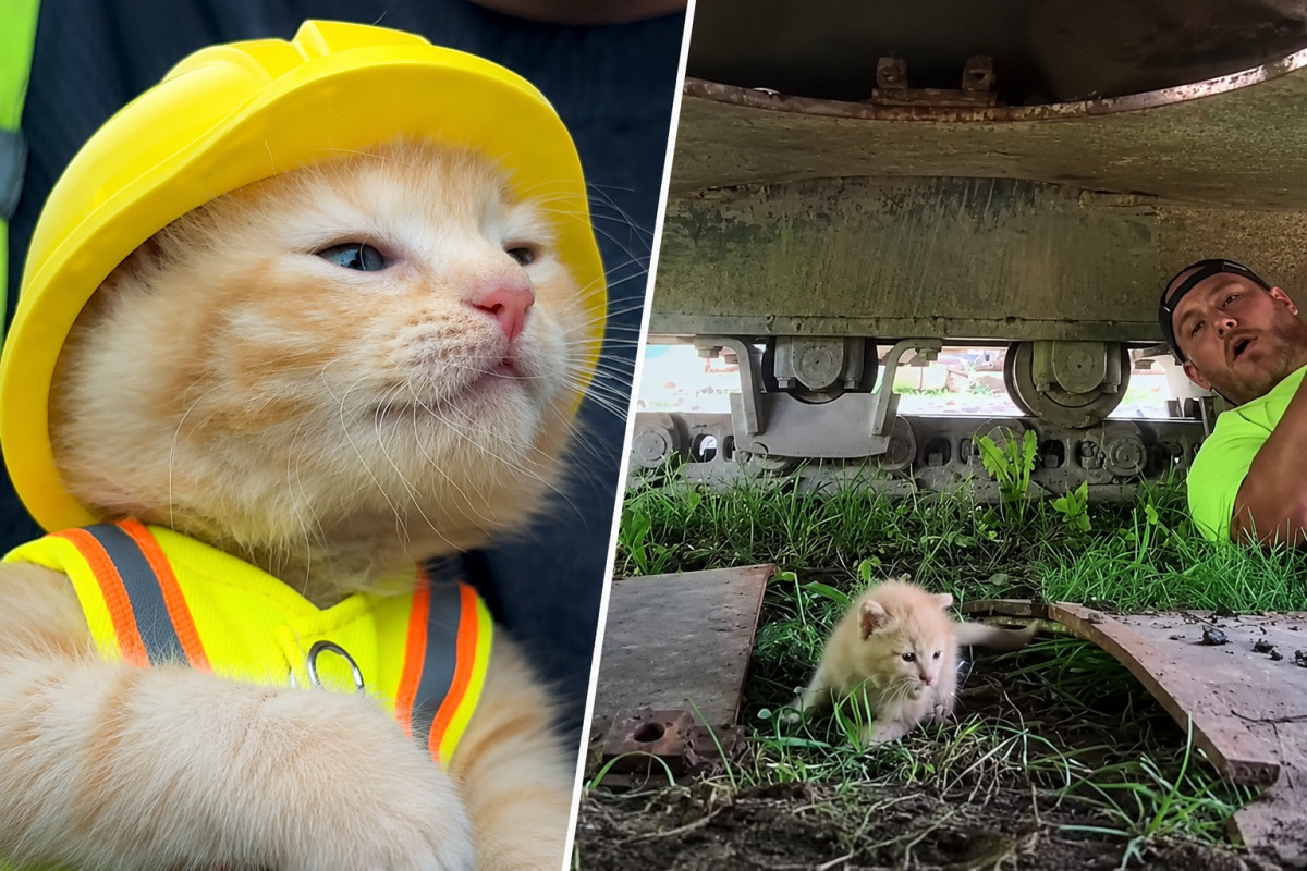 Ohio construction crew rescues kitten from excavator and gives her a tiny hard hat