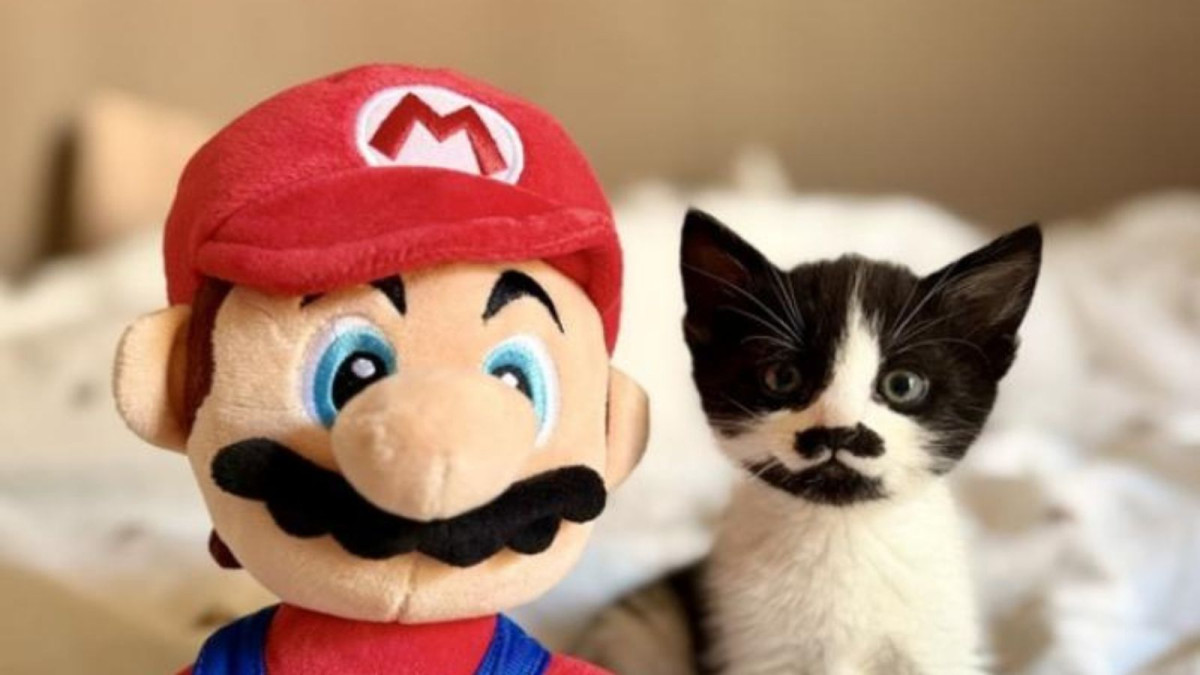 Super Mario lookalike rescue kitten needs a home, but his new family will need to keep up