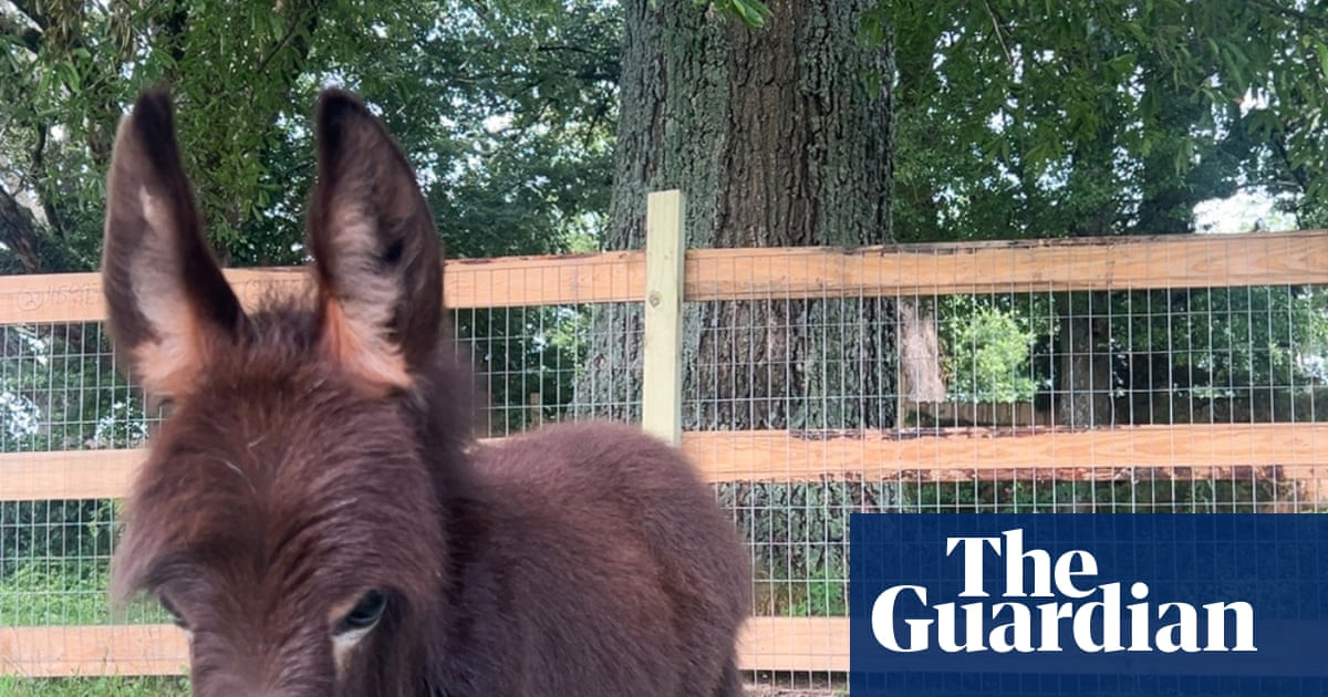 How a baby donkey named HeeHaw became the focus of a Georgia police investigation