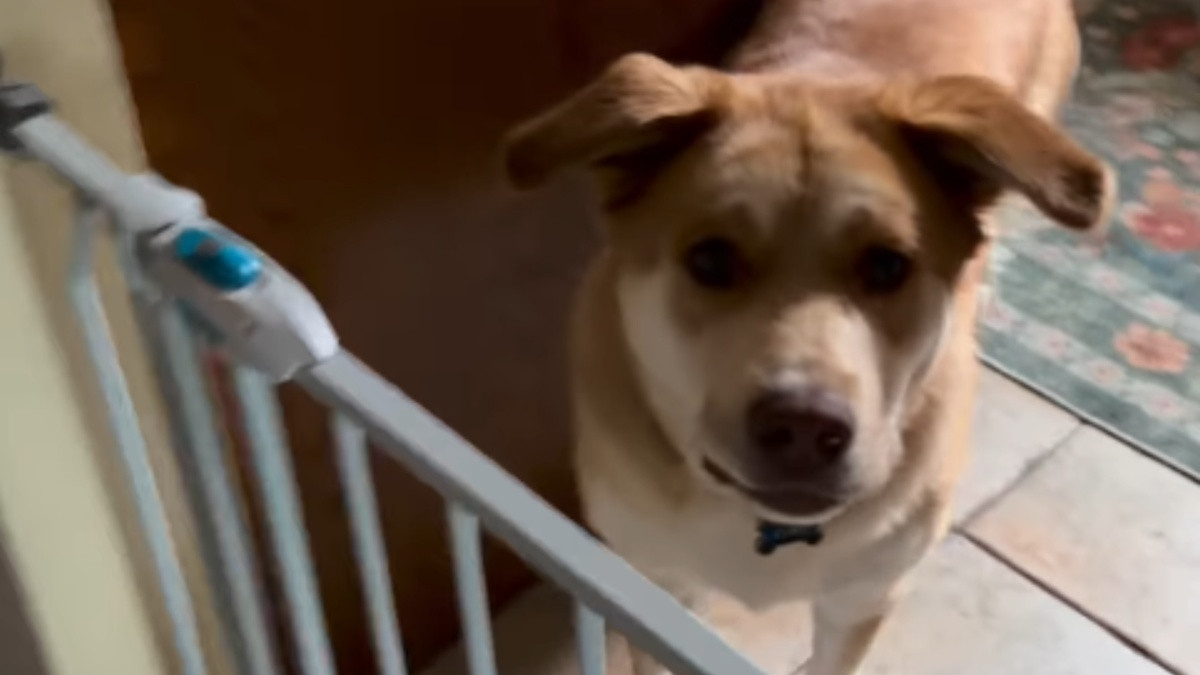 Kiwi Spent Her First Walk Judging the New Dog Walker, Then Her Final Expression Told a Different Story