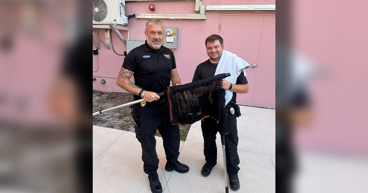 A kitten survived a 55-foot fall from a Florida overpass after rescuers found it perched above traffic
