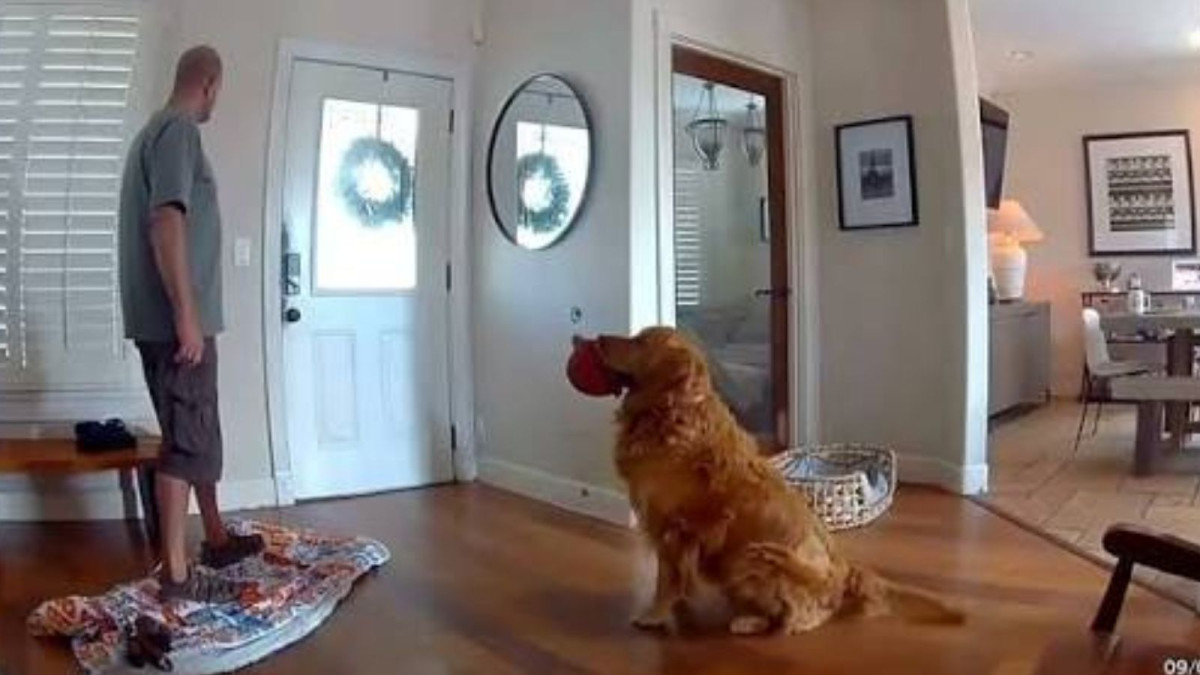 California dog kept handing toys to a home intruder until police caught him outside