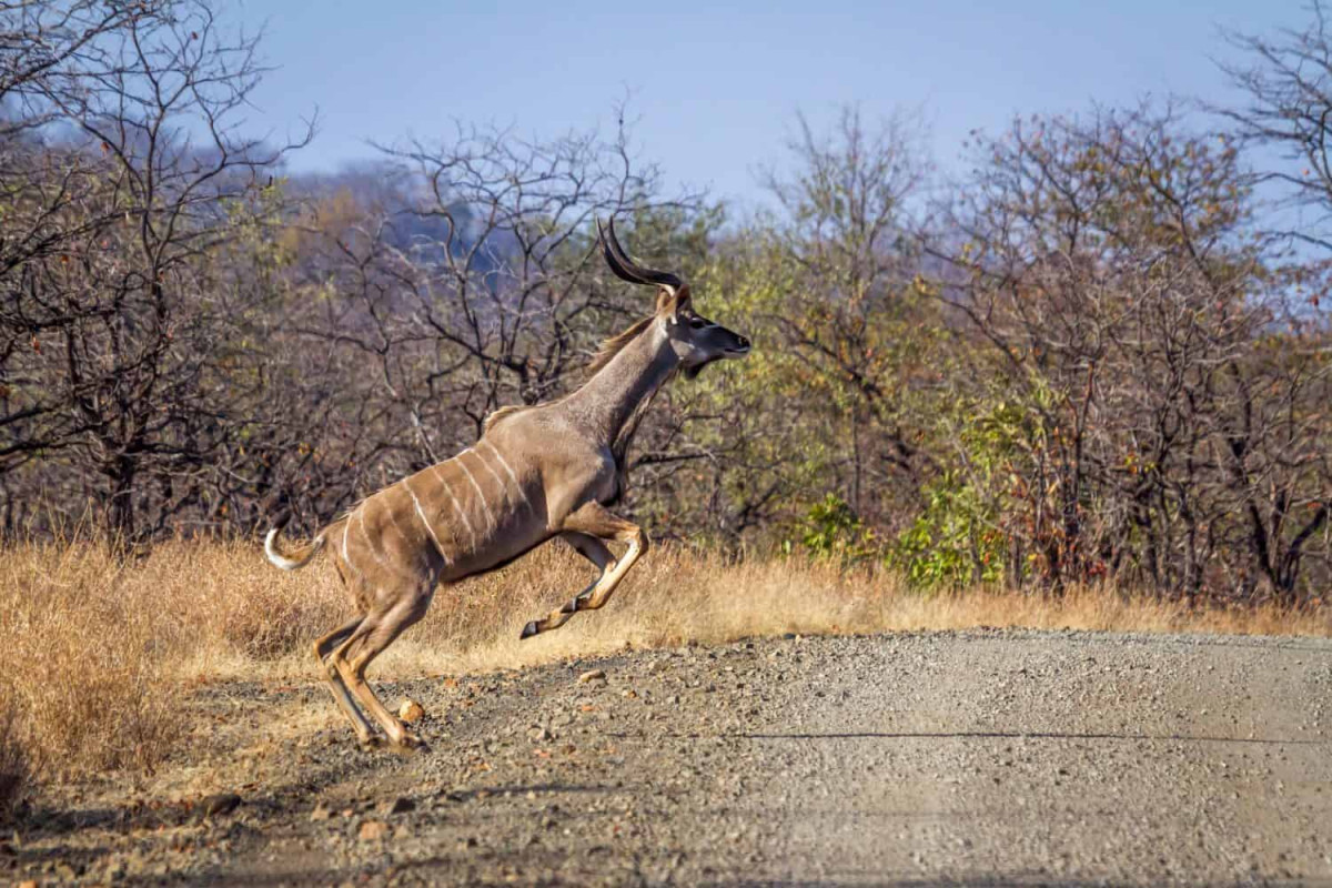 A fleeing kudu turned a safari traffic jam into its escape route as a lion closed in