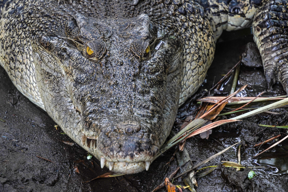 Brisbane 2032 approves rowing venue on crocodile river where athletes already get 'Croc Wise' advice