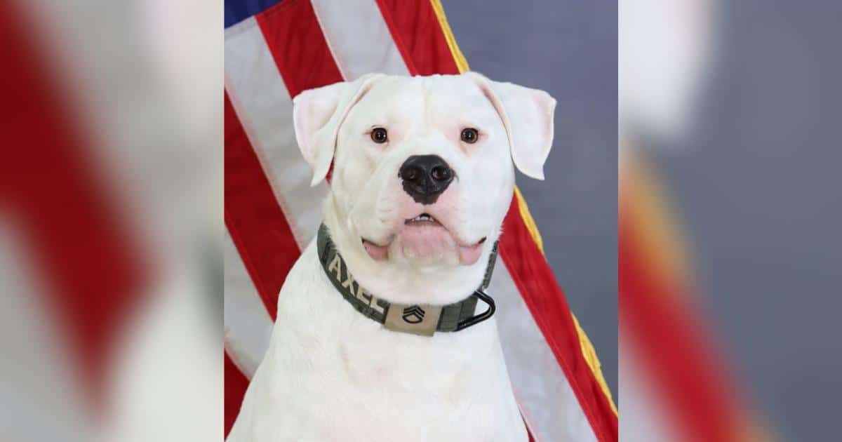 The deaf dog once given up at a shelter is now preparing to deploy with the Michigan National Guard