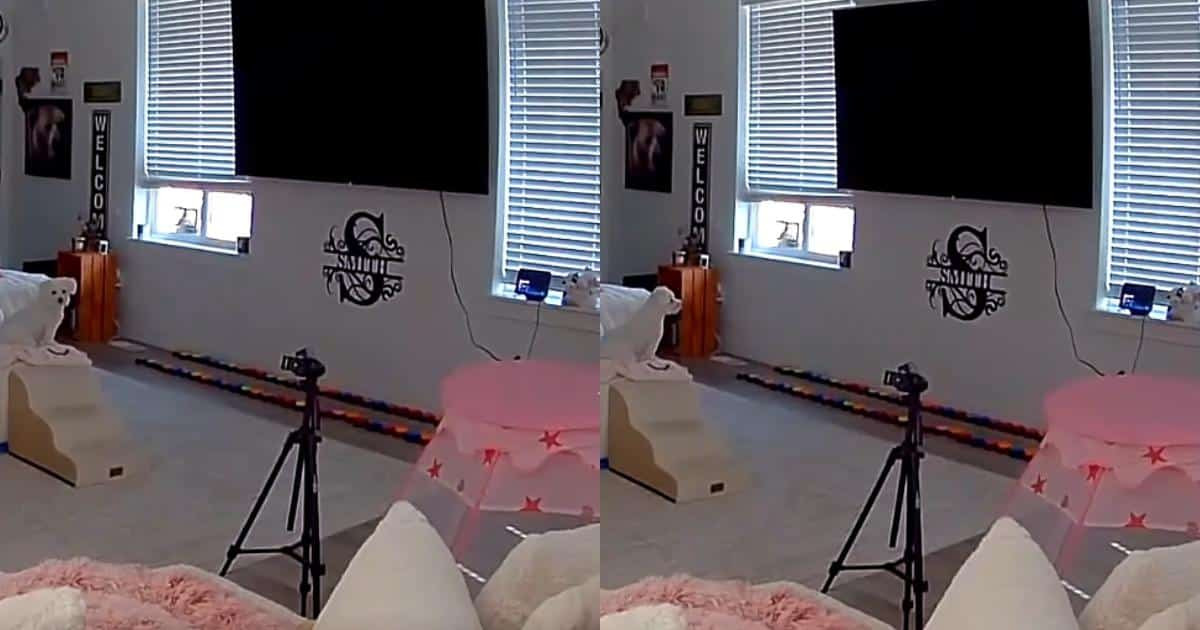 This Dog Doesn’t Wait by the Door When She Misses Her Mom, She Uses Alexa to Call Her at Work