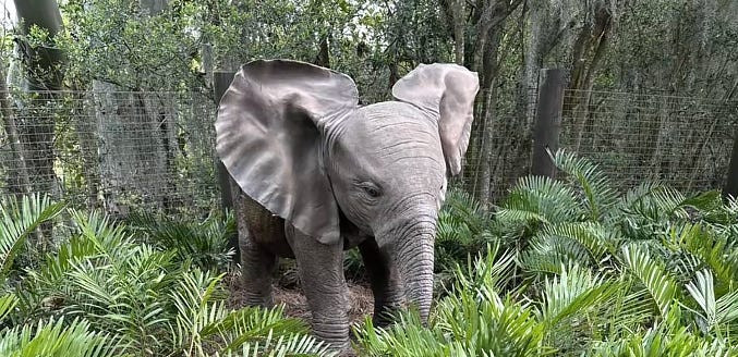 Little Red is visible again at Disney's Animal Kingdom, but only on one elephant tour