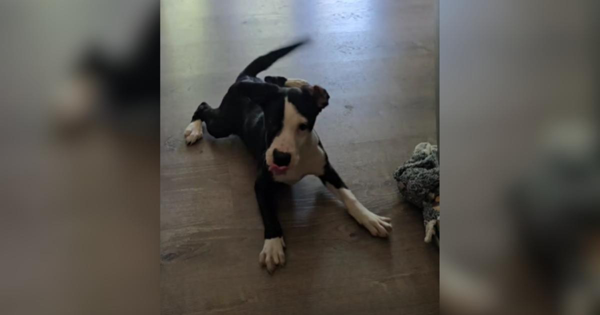 Puppy Who Needed a Wheelchair Stunned Her Foster Mom by Crossing the Living Room on Her Own