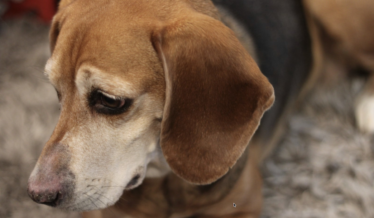 A rescue scan solved a 10-year mystery and led one man to his late dad’s beagle in Florida