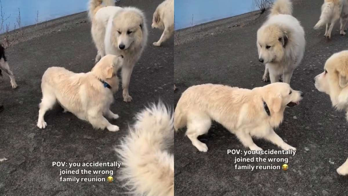 Golden Retriever Puppy Sees a Pack of Giant Dogs and Immediately Decides He Belongs There