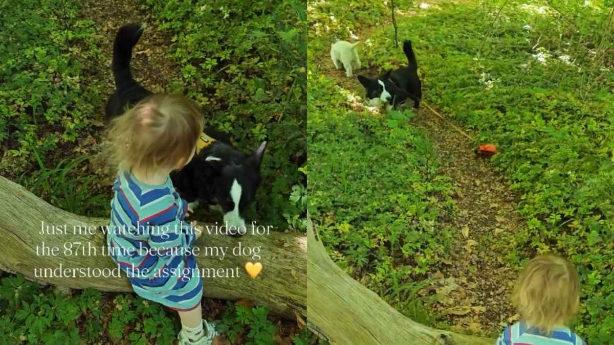 Why This Corgi Didn’t Make a Break for It When a Toddler Dropped the Leash Has Everyone Watching Twice