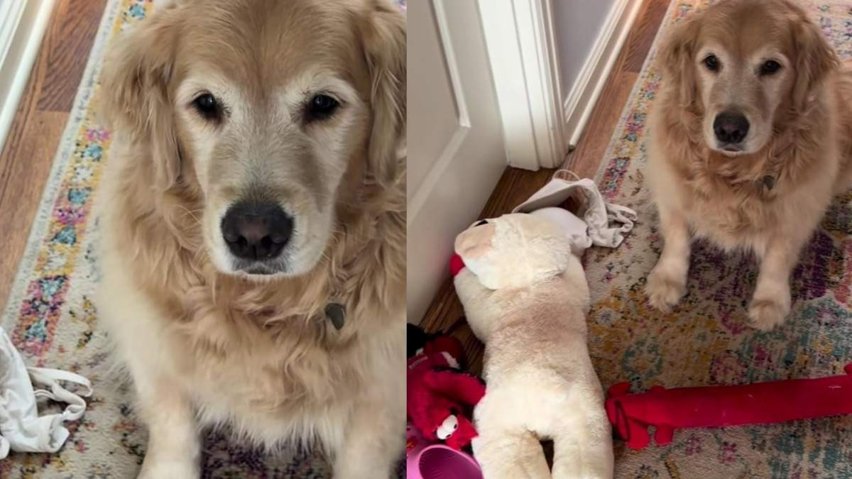 Golden Retriever Heard Foster Puppies Crying and Turned Up With the Weirdest Comfort Kit