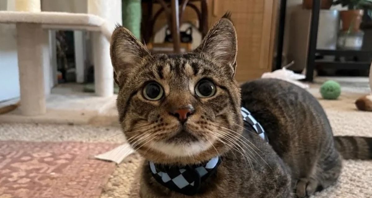 Foster Cat Told He Might Lose a Leg Got a Very Different Answer From the Next Vet