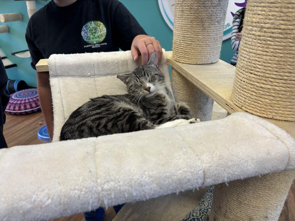 Woman Walked Into a Cat Cafe and Asked for the 14-Year-Old Nobody Wanted. The Shop Has Now Helped 465 Cats Find Homes